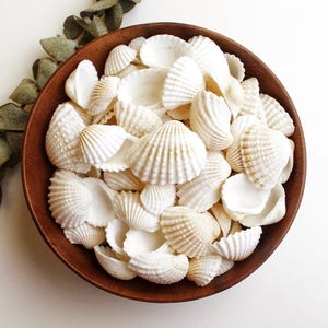 Natürliche Muscheln für handgemachten Schmuck und Micro Macrame | 10/25 Stück | Ungebohrt | zum Auffädeln |