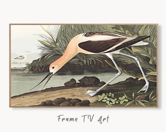 Samsung Frame TV Art 4K Exotic Bird Vintage Painting. American Avocet Bird Samsung TV Art. Digital Download. Nature Art for Samsung Frame TV