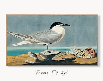 Samsung Frame TV Art 4K Tropical Bird Vintage Painting. Sandwich Tern Samsung TV Art. Digital Download. Nature Art for Samsung Frame TV