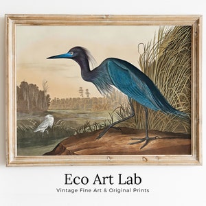 Vintage Blauer Reiher tropischer Vogel druckbare Wandkunst. Wildlife Natur Buntes Tropisches Dekor. Sofort Download. Vogel Poster Kunstdruck
