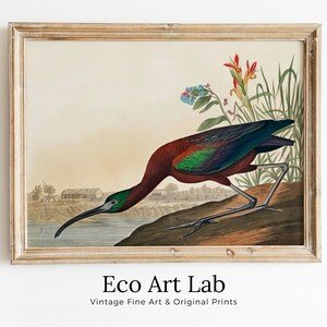Arte de pared imprimible con pájaros tropicales vintage. Decoración tropical colorida con vida salvaje de ibis brillante. Descarga instantánea. Póster de pájaros