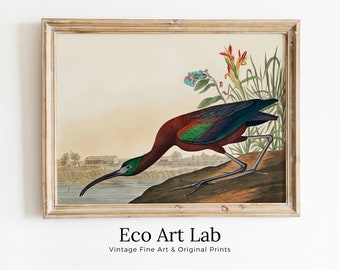 Vintage Tropical Bird Printable Wall Art. Glossy Ibis Wildlife Nature Colorful Tropical Decor. Instant Download. Bird Poster Art Print