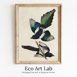 Cuadro de pájaro vintage de urraca americana para imprimir, arte de pared. Decoración tropical colorida de vida silvestre. Descarga instantánea. Póster de pájaro impreso