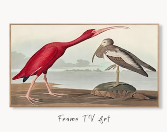 Samsung Frame TV Art 4K Tropical Bird Vintage Painting. Scarlet Ibis Samsung TV Art. Digital Download. Nature Art for Samsung Frame TV