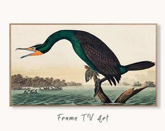 Samsung Frame TV Art 4K Florida Cormorant Tropical Bird Painting. Vintage Samsung TV Art. Digital Download. Nature Art for Samsung Frame TV
