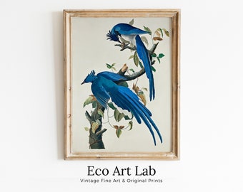 Vintage Birds Blue Jays on Branch Painting. Instant Download Printable Wall Art. Bird Painting. Birds Decor Wall Art Prints. Birds Poster