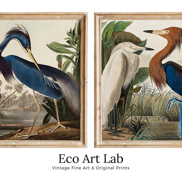 Conjunto de 2 gravuras de garças, aves tropicais vintage. Arte de parede colorida com tema da natureza e vida selvagem. Impressões de belas artes. Download instantâneo. Arte para imprimir.
