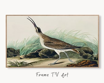 Samsung Frame TV Art 4K Exotic Bird Vintage Painting. Hudsonian Curlew Samsung TV Art. Digital Download. Nature Art for Samsung Frame TV