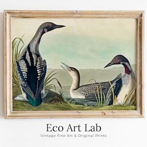 Vintage Tropical Bird Printable Wall Art. Black-Throated Diver Wildlife Nature Colorful Tropical Print. Instant Download. Bird Art Poster