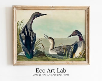 Vintage Tropical Bird Printable Wall Art. Black-Throated Diver Wildlife Nature Colorful Tropical Print. Instant Download. Bird Art Poster