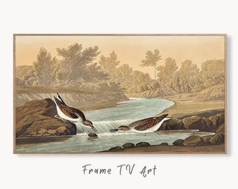 Samsung Frame TV Art 4K Tropical Bird Vintage Painting. Little Sandpiper Samsung TV Art. Digital Download. Nature Art for Samsung Frame TV