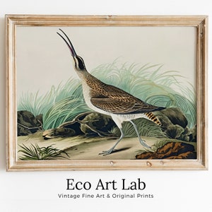 Vintage Hudsonian Curlew Exotic Bird Printable Wall Art. Wildlife Nature Colorful Tropical Decor. Instant Download. Bird Poster Art Print