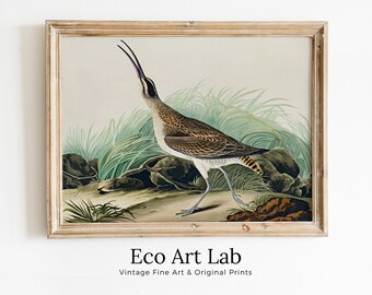 Vintage Hudsonian Curlew Exotic Bird Printable Wall Art. Wildlife Nature Colorful Tropical Decor. Instant Download. Bird Poster Art Print