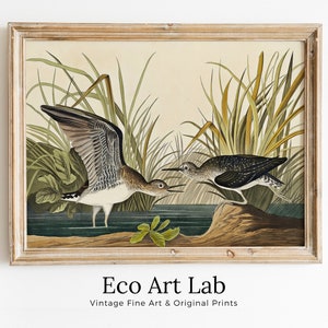 Arte de pared imprimible de pájaros tropicales vintage. Solitario Sandpiper Vida Silvestre Naturaleza Colorida Decoración Tropical. Descarga instantánea pájaro cartel arte impresión