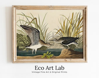 Vintage Tropical Bird Printable Wall Art. Solitary Sandpiper Wildlife Nature Colorful Tropical Decor. Instant Download Bird Poster Art Print