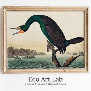 Florida Cormorant Vintage Tropical Bird Printable Wall Art. Wildlife Nature Colorful Tropical Decor. Instant Download. Bird Poster Art Print