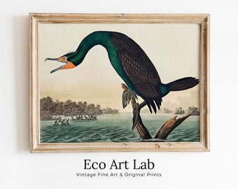 Florida Cormorant Vintage Tropical Bird Printable Wall Art. Wildlife Nature Colorful Tropical Decor. Instant Download. Bird Poster Art Print