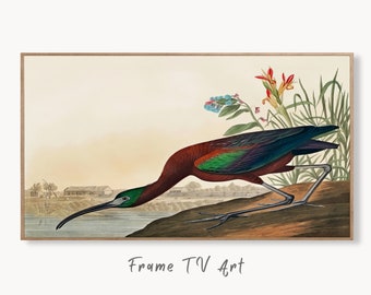Samsung Frame TV Art 4K Tropical Bird Vintage Painting. Glossy Ibis Samsung TV Art. Digital Download. Nature Art for Samsung Frame TV