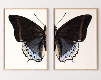 Vintage Butterfly Set of 2 Prints Butterfly Wall Art, Insect Art Nature Painting, Retro Antique Illustration Printable Wall Art Insect Print