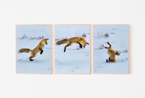 Red Fox Hunting in Snow Set of 3 Prints Fox Wall Art Jumping - Etsy