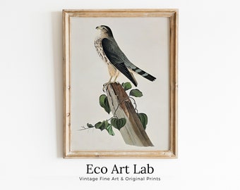 Vintage Falcon Perched on Branch Painting. Instant Download Printable Wall Art. Bird Painting. Merlin Falcon Wall Art Prints. Birds Poster