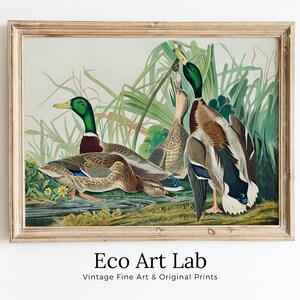 Vintage Mallard Duck Print: Tropical Bird Wall Art (Digital Download)
