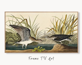 Samsung Frame TV Art 4K Tropical Bird Vintage Painting. Solitary Sandpiper Samsung TV Art. Digital Download. Nature Art for Samsung Frame TV