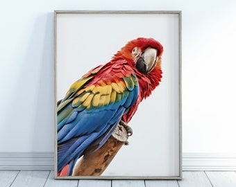 Animal Poster PARROT PAIR Picture Poster Print Art A0 A1 A2 A3 A4 3726 Animal Poster PARROT PAIR Picture Poster Print Art A0 A1 A2 A3 A4 3726
