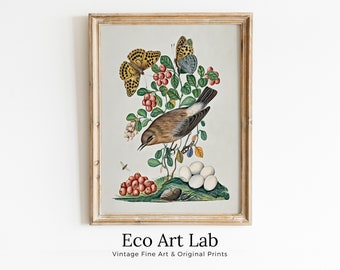 Northern Wheatear and Berries Wall Art Poster. Vintage Botanical Print, Bird Art Nature Decor Flower Market Print Digital Printable Wall Art