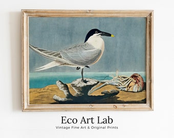 Vintage Tropical Bird Printable Wall Art. Sandwich Tern Bird Wildlife Nature Colorful Tropical Decor. Instant Download Bird Poster Art Print