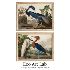 Reiher Vintage tropische Vögel Set mit 2 Drucken. Wildlife Natur Bunte 2-teilige Wandkunst. Kunstdrucke. Sofort Download. Druckbare Kunst