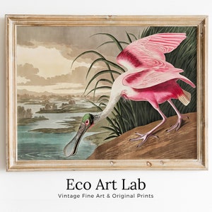 Arte de pared imprimible con pájaros tropicales vintage. Decoración tropical colorida de la naturaleza y la vida silvestre con espátula rosa. Descarga instantánea. Póster de pájaro