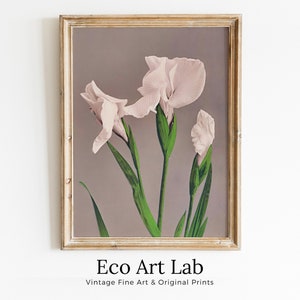 Vintage Japanese Flower Art White Irises Painting Printable Wall Art. Instant Download Antique Japanese Art. Botanical Print Floral Wall Art