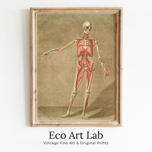 Vintage skeleton anatomical illustration. Instant download 18th century anatomy medical art. Skeleton poster art print. Printable wall art