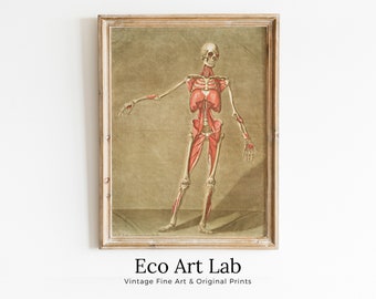 Vintage skeleton anatomical illustration. Instant download 18th century anatomy medical art. Skeleton poster art print. Printable wall art
