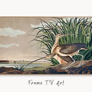 May include: A vintage illustration of two long-billed curlews standing on a rocky shore. The birds are brown and white with long, slender legs. The background features a cityscape and a body of water.