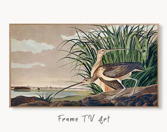 Samsung Frame TV Art 4K Tropical Bird Vintage Painting. Long-billed Curlew Samsung TV Art. Digital Download. Nature Art for Samsung Frame TV