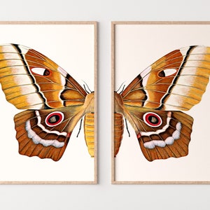 Insect Print, Moth Butterfly Print, Insect Art, Printable Nature Photography, Wall Art Print, Butterfly Art Print, Butterfly Set of 2 Prints