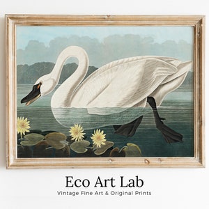 Arte de pared imprimible con diseño de pájaro tropical vintage de cisne americano. Decoración colorida con pájaros tropicales de la naturaleza y la vida silvestre. Póster de pájaro con descarga instantánea