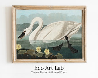 American Swan Vintage Tropical Bird Printable Wall Art. Wildlife Nature Colorful Tropical Bird Decor. Instant Download Bird Poster Art Print