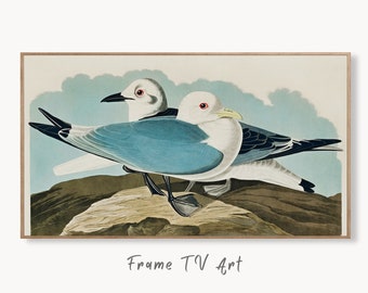 Samsung Frame TV Art 4K Tropical Bird Vintage Painting. Kittiwake Gull Samsung TV Art. Digital Download. Nature Art for Samsung Frame TV