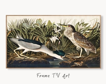 Samsung Frame TV Art 4K Night Heron Tropical Bird Vintage Painting. Samsung TV Art Vintage. Digital Download Nature Art for Samsung Frame TV