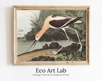 Vintage American Avocet Exotic Bird Printable Wall Art. Wildlife Nature Colorful Tropical Decor. Instant Download. Bird Poster Art Print