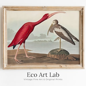 Arte de pared imprimible con pájaros tropicales vintage. Decoración tropical colorida con fauna silvestre de ibis escarlata. Descarga instantánea. Póster de pájaro