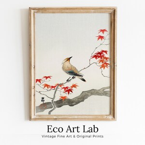 Pintura japonesa vintage. Pájaro en arce. Cartel imprimible de arte de pared japonés. Arte de pared de primavera vintage japonés del siglo XX, arte de aves