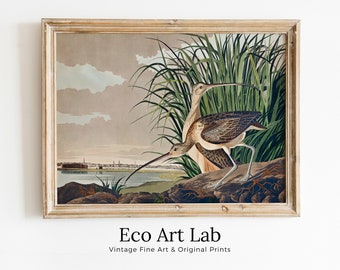 Vintage Tropical Bird Printable Wall Art. Long-billed Curlew Wildlife Nature Colorful Tropical Decor. Instant Download Bird Poster Art Print