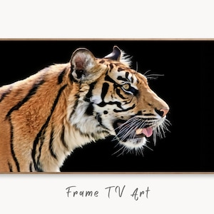 Puede incluir: Un primer plano de la cara de un tigre, con la boca ligeramente abierta y la lengua fuera. El tigre mira hacia la derecha, y su pelaje es una mezcla de naranja, negro y blanco. El fondo es negro.