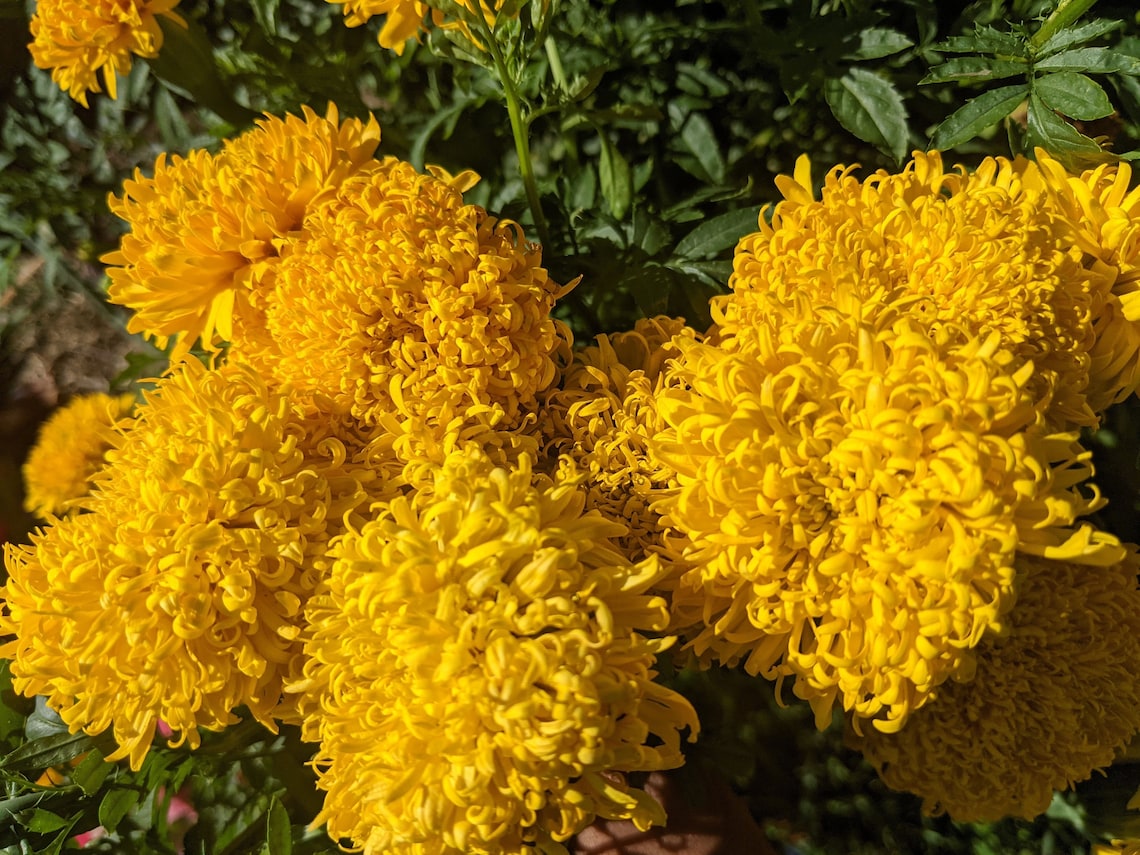 Mission Giant Marigold Seeds for Sale russian Marigold Etsy