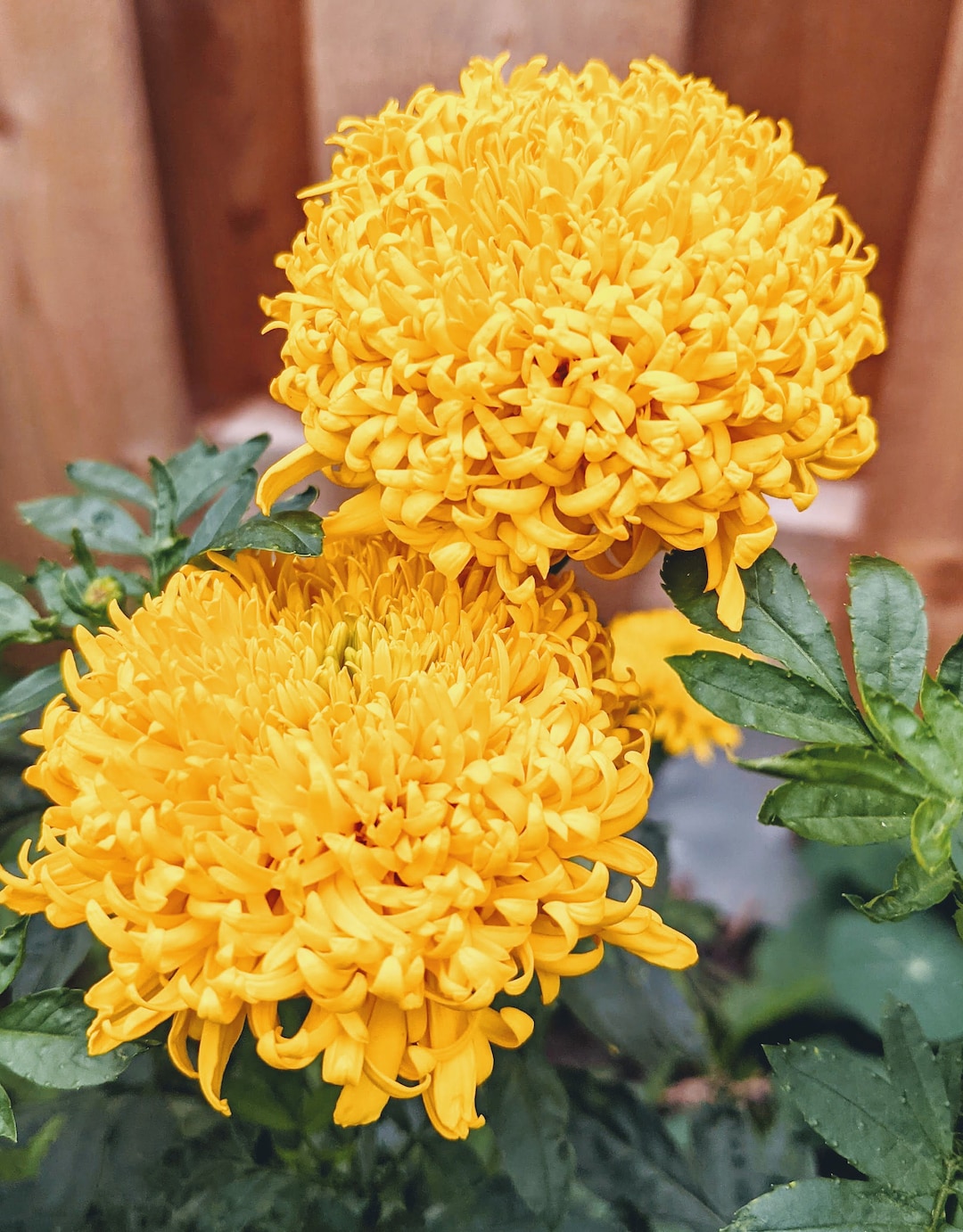 Mission Giant Marigold Seeds for Sale russian Marigold Etsy