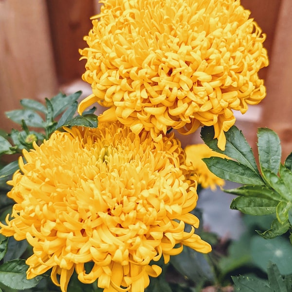 Mission Giant Marigold Seeds for Sale (Russian Marigold )